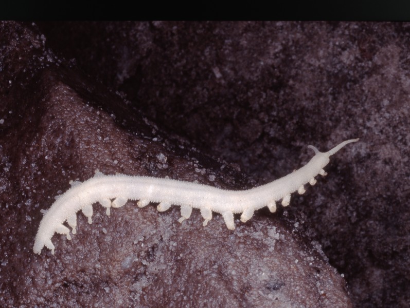 Peripatopsis alba 2 [Norma Sharratt]